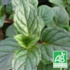 Menthe Agnes Bio/lot De 9 Godets -Seve Nature Soldes Boutique 63f4f058223224.66818470