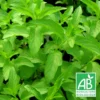 Menthe Citron Bio/lot De 9 Godets 2 Menthe Citron Bio/lot De 9 Godets -Seve Nature Soldes Boutique 63f4f063c93ad8.75975214