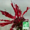 Monarde Jacob Cline Bio/lot De 3 Godets 2 Monarde Jacob Cline Bio/lot De 3 Godets -Seve Nature Soldes Boutique 63f4f073d33824.76160439