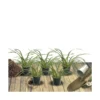 Ciboule Fistulosum/lot De 5 Godets -Seve Nature Soldes Boutique 63f4f197575a67.50219210