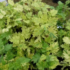 Armoise Commune Panachée Bio/lot De 3 Godets -Seve Nature Soldes Boutique 63f4f19f3d5a15.86502739