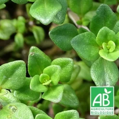 Thym Citron Bio/lot De 5 Godets