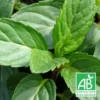 Menthe Poivrée Officinale Bio/lot De 9 Godets 2 Menthe Poivrée Officinale Bio/lot De 9 Godets -Seve Nature Soldes Boutique 63f4f1bb317804.32201117