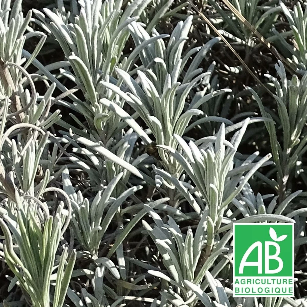 Lavande X Intermedia Super Bio/lot De 3 Godets 3 Lavande X Intermedia Super Bio/lot De 3 Godets