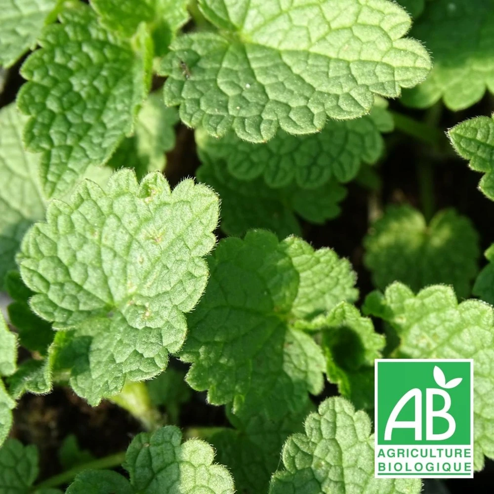 Lamier Maculé Album Bio/lot De 3 Godets 3 Lamier Maculé Album Bio/lot De 3 Godets