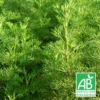 Aurone Abrotanum Bio/lot De 9 Godets 1 Aurone Abrotanum Bio/lot De 9 Godets -Seve Nature Soldes Boutique 63f4f1e30f46f3.84455662