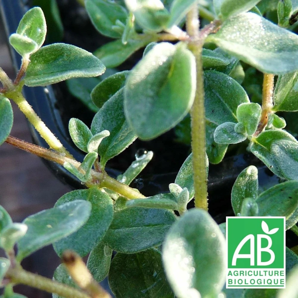 Origan à Petites Feuilles Bio/lot De 3 Godets 3 Origan à Petites Feuilles Bio/lot De 3 Godets