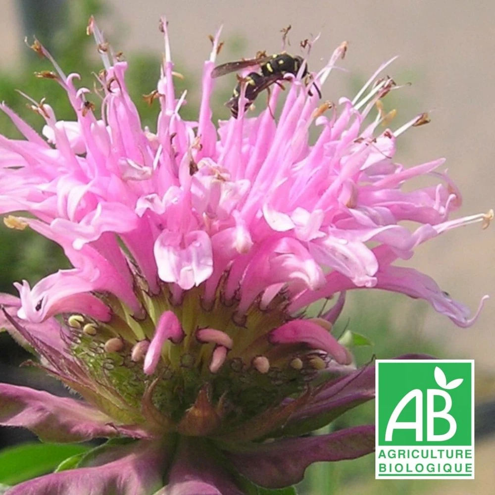 Monarde Croftway Pink Bio/lot De 5 Godets 3 Monarde Croftway Pink Bio/lot De 5 Godets