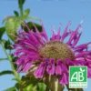 Monarde Scorpion Bio/lot De 9 Godets 1 Monarde Scorpion Bio/lot De 9 Godets -Seve Nature Soldes Boutique 63f4f20d1f2a00.65450904