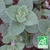 Origan Hot And Spicy Bio/lot De 9 Godets 2 Origan Hot And Spicy Bio/lot De 9 Godets -Seve Nature Soldes Boutique 63f4f24a159023.14894783