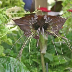 Kit De Culture - Fleur Chauve-souris - 10 Graines - Tacca Chantrieri -Seve Nature Soldes Boutique 64063aa2cd2625.34699731