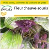 Kit De Culture - Fleur Chauve-souris - 10 Graines - Tacca Chantrieri 2 Kit De Culture - Fleur Chauve-souris - 10 Graines - Tacca Chantrieri -Seve Nature Soldes Boutique 64063aa2d1e7e6.10952167