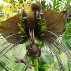 Kit De Culture - Fleur Chauve-souris - 10 Graines - Tacca Chantrieri -Seve Nature Soldes Boutique 64063aa2d6e330.86673549