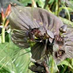 Kit De Culture - Fleur Chauve-souris - 10 Graines - Tacca Chantrieri -Seve Nature Soldes Boutique 64063aa2db9035.02599166