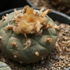 Kit De Culture - Peyotl - 20 Graines - Lophophora Williamsii 12 Kit De Culture - Peyotl - 20 Graines - Lophophora Williamsii -Seve Nature Soldes Boutique 64063bf0bf0996.39593410