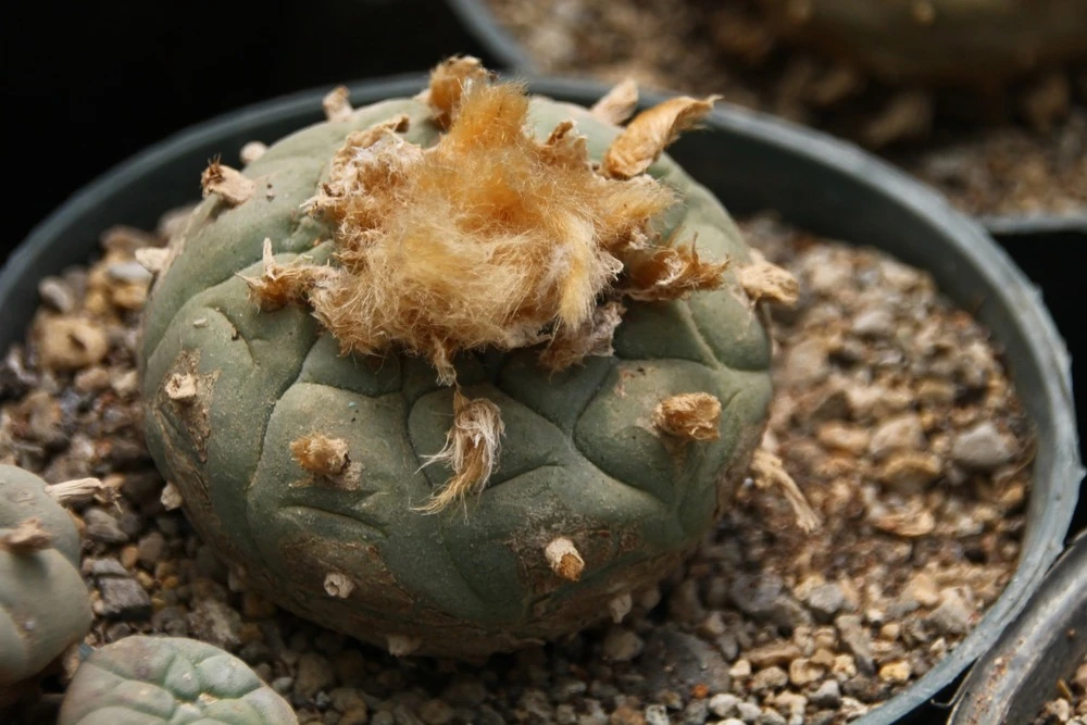 Kit De Culture - Peyotl - 20 Graines - Lophophora Williamsii 6 Kit De Culture - Peyotl - 20 Graines - Lophophora Williamsii – Image 4