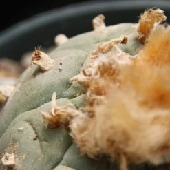 Kit De Culture - Peyotl - 20 Graines - Lophophora Williamsii 13 Kit De Culture - Peyotl - 20 Graines - Lophophora Williamsii -Seve Nature Soldes Boutique 64063bf0c4d7c7.15157855