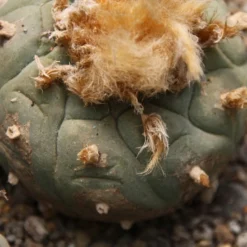 Kit De Culture - Peyotl - 20 Graines - Lophophora Williamsii 15 Kit De Culture - Peyotl - 20 Graines - Lophophora Williamsii -Seve Nature Soldes Boutique 64063bf0c9c6c3.02573478