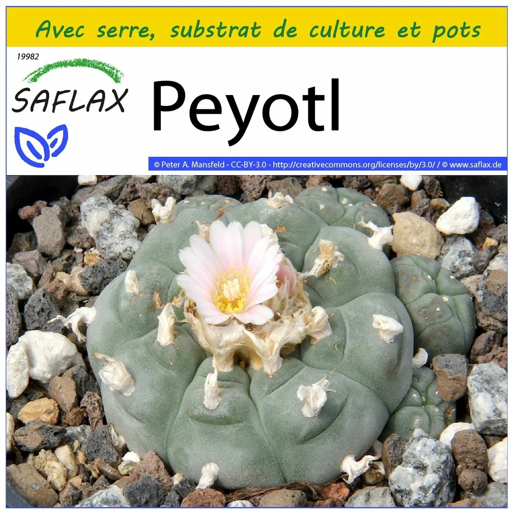 Kit De Culture - Peyotl - 20 Graines - Lophophora Williamsii 3 Kit De Culture - Peyotl - 20 Graines - Lophophora Williamsii