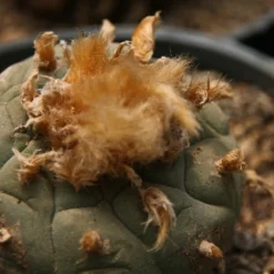 Kit De Culture - Peyotl - 20 Graines - Lophophora Williamsii 14 Kit De Culture - Peyotl - 20 Graines - Lophophora Williamsii -Seve Nature Soldes Boutique 64063bf0d36634.34846824