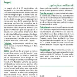 Kit De Culture - Peyotl - 20 Graines - Lophophora Williamsii 11 Kit De Culture - Peyotl - 20 Graines - Lophophora Williamsii -Seve Nature Soldes Boutique 64063bf0d8b810.14546433