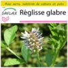 Kit De Culture - Réglisse Glabre - 30 Graines - Glycyrrhiza Glabra 1 Kit De Culture - Réglisse Glabre - 30 Graines - Glycyrrhiza Glabra -Seve Nature Soldes Boutique 64064109e77d20.99740012