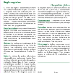Kit De Culture - Réglisse Glabre - 30 Graines - Glycyrrhiza Glabra 11 Kit De Culture - Réglisse Glabre - 30 Graines - Glycyrrhiza Glabra -Seve Nature Soldes Boutique 64064109ee4422.78800573