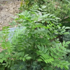 Kit De Culture - Réglisse Glabre - 30 Graines - Glycyrrhiza Glabra 14 Kit De Culture - Réglisse Glabre - 30 Graines - Glycyrrhiza Glabra -Seve Nature Soldes Boutique 6406410a16bf83.47783647