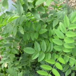 Kit De Culture - Réglisse Glabre - 30 Graines - Glycyrrhiza Glabra 13 Kit De Culture - Réglisse Glabre - 30 Graines - Glycyrrhiza Glabra -Seve Nature Soldes Boutique 6406410a1b7c19.70266138