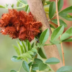 Kit De Culture - Réglisse Glabre - 30 Graines - Glycyrrhiza Glabra 15 Kit De Culture - Réglisse Glabre - 30 Graines - Glycyrrhiza Glabra -Seve Nature Soldes Boutique 6406410a209c89.30083394