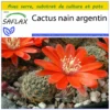Kit De Culture - Cactus Nain Argentin - 40 Graines - Rebutia / Mix 1 Kit De Culture - Cactus Nain Argentin - 40 Graines - Rebutia / Mix -Seve Nature Soldes Boutique 640641132ec8f0.32383726