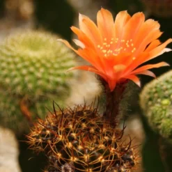Kit De Culture - Cactus Nain Argentin - 40 Graines - Rebutia / Mix -Seve Nature Soldes Boutique 640641133d8f32.78608637