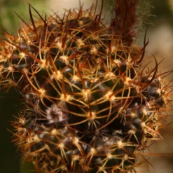 Kit De Culture - Cactus Nain Argentin - 40 Graines - Rebutia / Mix -Seve Nature Soldes Boutique 64064113423102.06937364