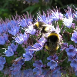 Kit De Culture - Vipérine De Madère - 100 Graines - Echium Fastuosa 14 Kit De Culture - Vipérine De Madère - 100 Graines - Echium Fastuosa -Seve Nature Soldes Boutique 64064122857f33.93017870