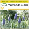 Kit De Culture - Vipérine De Madère - 100 Graines - Echium Fastuosa 2 Kit De Culture - Vipérine De Madère - 100 Graines - Echium Fastuosa -Seve Nature Soldes Boutique 640641228f6520.16115787