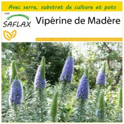 Kit De Culture - Vipérine De Madère - 100 Graines - Echium Fastuosa
