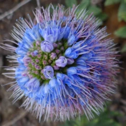 Kit De Culture - Vipérine De Madère - 100 Graines - Echium Fastuosa 15 Kit De Culture - Vipérine De Madère - 100 Graines - Echium Fastuosa -Seve Nature Soldes Boutique 64064122aaf647.33991819