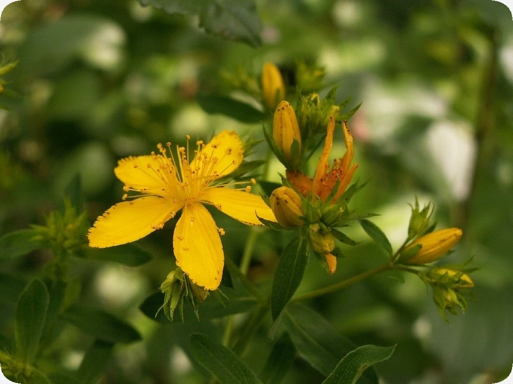 Kit De Culture - Millepertuis Perforé - 300 Graines - Hypericum Perforatum 6 Kit De Culture - Millepertuis Perforé - 300 Graines - Hypericum Perforatum – Image 4