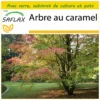 Kit De Culture - Arbre Au Caramel - 200 Graines - Cercidiphyllum Japonicum 1 Kit De Culture - Arbre Au Caramel - 200 Graines - Cercidiphyllum Japonicum -Seve Nature Soldes Boutique 64064132ae18b7.00485429