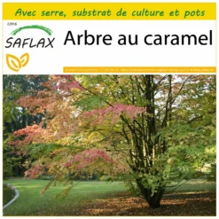 Kit De Culture - Arbre Au Caramel - 200 Graines - Cercidiphyllum Japonicum