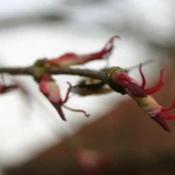 Kit De Culture - Arbre Au Caramel - 200 Graines - Cercidiphyllum Japonicum 14 Kit De Culture - Arbre Au Caramel - 200 Graines - Cercidiphyllum Japonicum -Seve Nature Soldes Boutique 64064132b43652.18516611