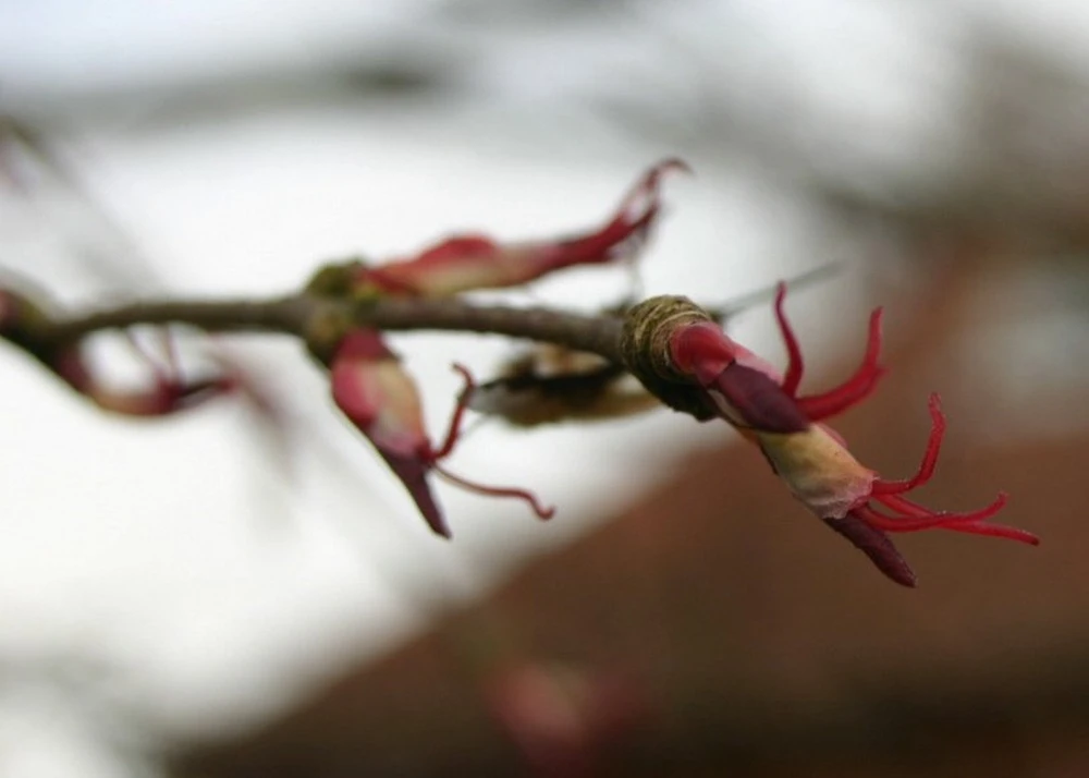 Kit De Culture - Arbre Au Caramel - 200 Graines - Cercidiphyllum Japonicum 8 Kit De Culture - Arbre Au Caramel - 200 Graines - Cercidiphyllum Japonicum â Image 6
