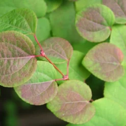 Kit De Culture - Arbre Au Caramel - 200 Graines - Cercidiphyllum Japonicum 12 Kit De Culture - Arbre Au Caramel - 200 Graines - Cercidiphyllum Japonicum -Seve Nature Soldes Boutique 64064132b8b5b0.99715833