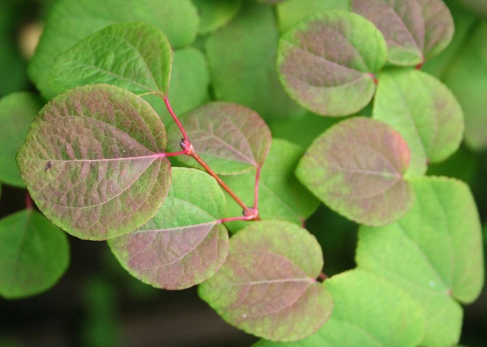 Kit De Culture - Arbre Au Caramel - 200 Graines - Cercidiphyllum Japonicum 6 Kit De Culture - Arbre Au Caramel - 200 Graines - Cercidiphyllum Japonicum â Image 4