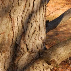 Kit De Culture - Arbre Au Caramel - 200 Graines - Cercidiphyllum Japonicum 13 Kit De Culture - Arbre Au Caramel - 200 Graines - Cercidiphyllum Japonicum -Seve Nature Soldes Boutique 64064132bf1940.87270238