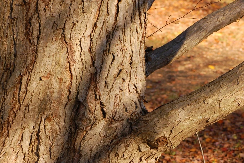Kit De Culture - Arbre Au Caramel - 200 Graines - Cercidiphyllum Japonicum 7 Kit De Culture - Arbre Au Caramel - 200 Graines - Cercidiphyllum Japonicum â Image 5
