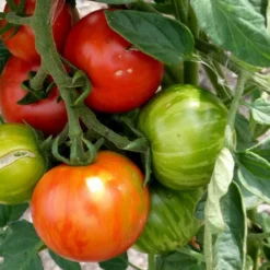 Kit De Culture - Tomate Tigerella - 10 Graines - Lycopersicon Esculentum -Seve Nature Soldes Boutique 64064139c32640.41792256