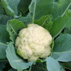 Kit De Culture - Bio - Chou-fleur - Boule De Neige - 70 Graines - Brassica Oleracea Var. Botrytis 15 Kit De Culture - Bio - Chou-fleur - Boule De Neige - 70 Graines - Brassica Oleracea Var. Botrytis -Seve Nature Soldes Boutique 6406413d5b1b17.42762175