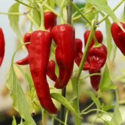 Kit De Culture - Bio - Piment - De Cayenne Long Slim - 10 Graines - Capsicum Annuum 14 Kit De Culture - Bio - Piment - De Cayenne Long Slim - 10 Graines - Capsicum Annuum -Seve Nature Soldes Boutique 64064142b69022.82344798