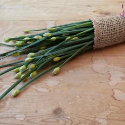 Kit De Culture - Bio - Ciboulette De Chine - 100 Graines - Allium Tuberosum 12 Kit De Culture - Bio - Ciboulette De Chine - 100 Graines - Allium Tuberosum -Seve Nature Soldes Boutique 6406414b03b642.32519307